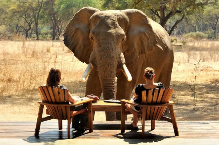 elephant standing in front of deck at Old Mondoro